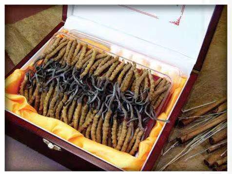 曹妃甸冬虫夏草回收